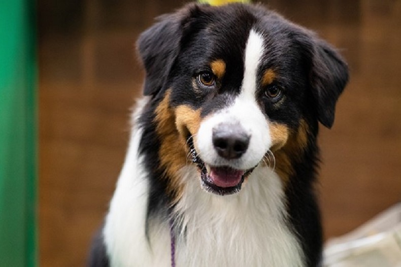 Crufts at the NEC