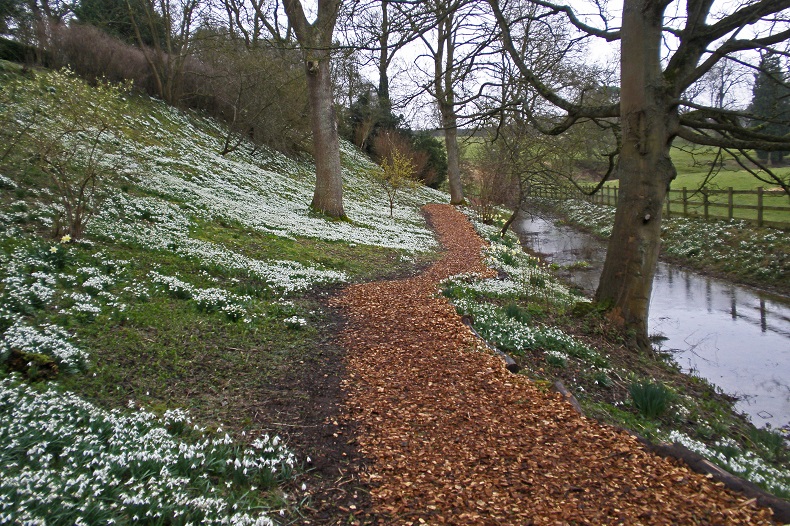 Snowdrops at Easton Walled Garden