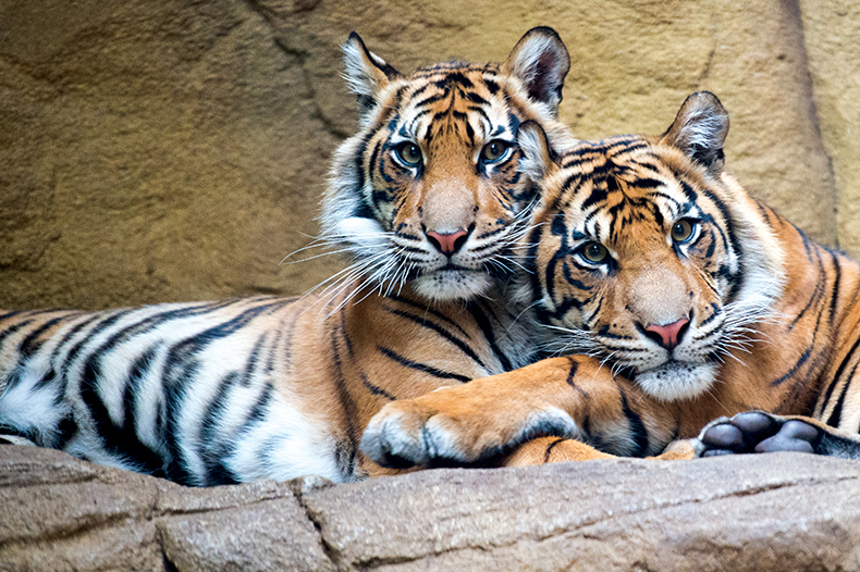 Colchester Zoo