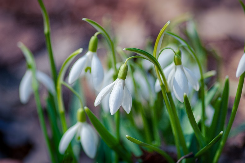 Chippenham Park Snowdrops & Bury St. Edmunds Market