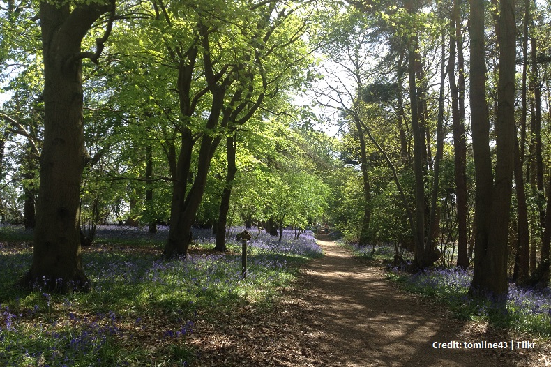 Eastons Ramblers | Sutton Hoo Woodland Walk