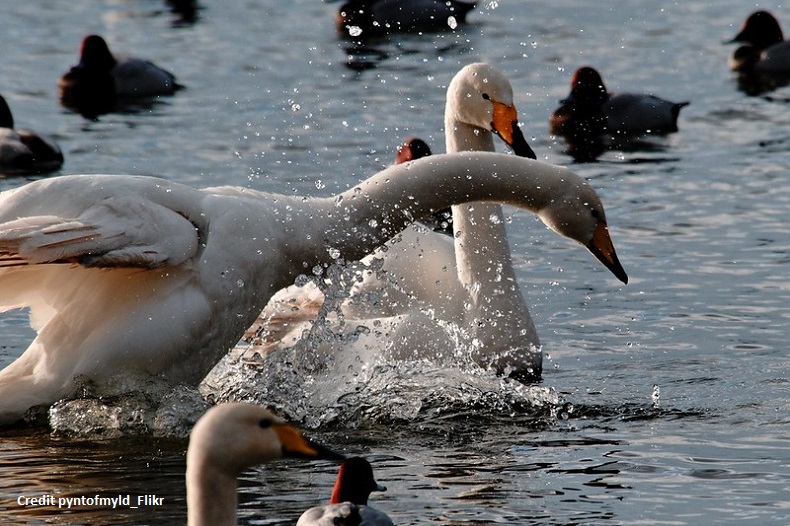 Ely & Welney Wild Swan Feed with Cream Tea